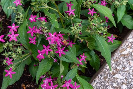 Flowers and beesの写真素材