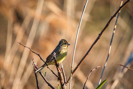 Aoji at sunsetの写真素材