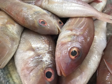 Sea bream fish sell in the market.の素材