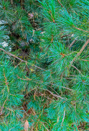 A detailed snapshot captures the texture and verdant hues of a pine tree, its needles sharp and intricately arrangedの写真素材