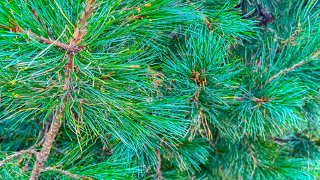 An intimate view of a pine tree, luxurious in vivid hues of green, featuring the unique texture and arrangement of its needlesの写真素材