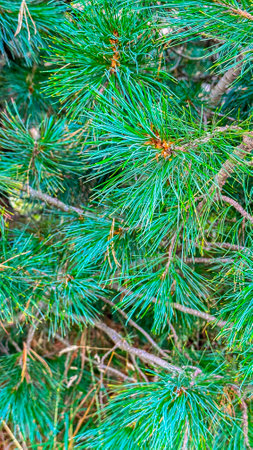 Delving into nature's artistry, the pine tree flaunts its verdant, tapered needles, a mesmerizing display of texture and patternの写真素材