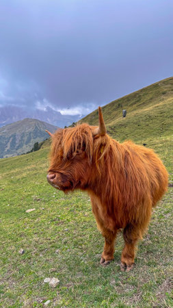 Sunset hues kiss the Alps, as a calm cow munches grass, a picture of alpine peace.の写真素材