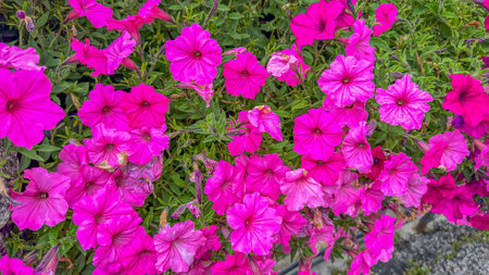 Bright red petunias with lush green leaves in a sunlit garden. Vibrant, full blooms captured in a high-quality stock photo.の写真素材
