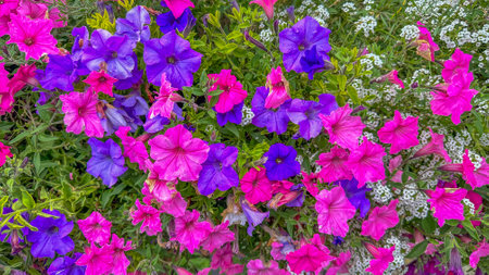 Blooming purple and red petunias with lush foliage in a vibrant garden. Bright, trumpet-shaped flowers adding vivid color to the greenery.の写真素材
