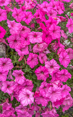 Vivid red petunias, surrounded by deep green leaves, basking in the sunlight. A stock photo showcasing the striking contrast of the fiery blooms against the foliageの写真素材
