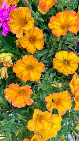 Yellow petunias, lush green leaves complementing vibrant blooms, a picturesque and lively displayの写真素材