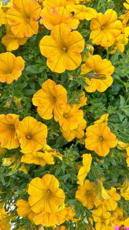Radiant yellow petunias set against verdant green foliage, under a sunny sky, in a perfect garden settingの写真素材
