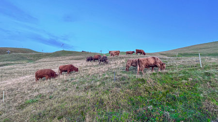 Alpine meadow hosts a grazing cows, peaceful under the watchful eyes of towering peaks.の写真素材