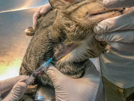 Veterinarian and assistant perform cat jugular vein blood withdrawal, demonstrating skilled teamwork for precise and compassionate careの写真素材