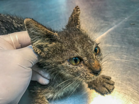 Cat's ears and face bear the signs of Feline Scabies, inflicted by Sarcoptes scabiei. Lesions tell a tale of irritation, itchiness, and potential alopecia, a visual account of feline discomfortの写真素材
