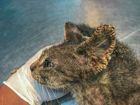 Feline resilience portrayed in a photo, ears and face bear the marks of Sarcoptes scabiei, causing lesions, itching, and potential alopecia. A visual narrative of the cat's battle with Feline Scabiesの写真素材