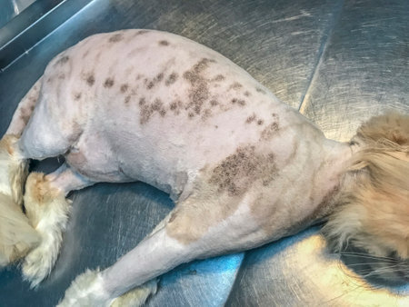 Bald cat reveals skin post-shaving, black patches raise suspicion of fungal infection. A visual narrative urging veterinary attention for diagnosis and careの写真素材