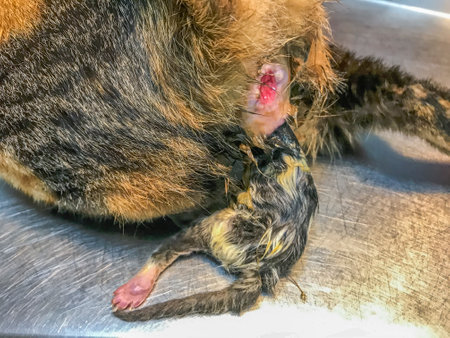 a cat in labor with dystocia, kitten stuck during birth. Urgent vet assistance needed for a safe delivery and maternal well-beingの写真素材