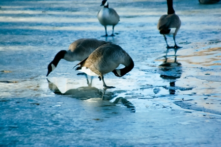 Geese reflecting in thawing pond as they try to find foodの写真素材