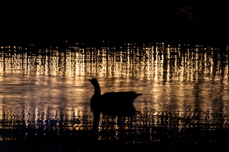 Goose floating in golden reflectionの写真素材
