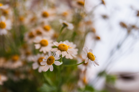 chamomile flowers in a vase by a windowの写真素材