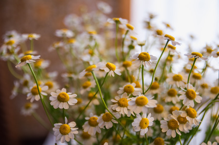 chamomile flowers in a vaseの写真素材