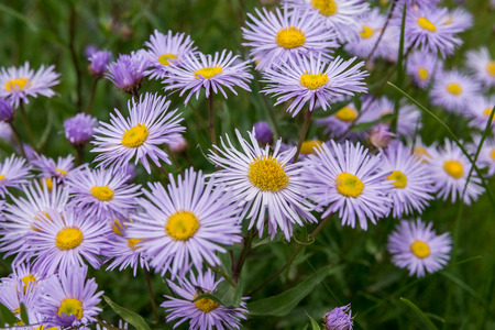 Wild aster field