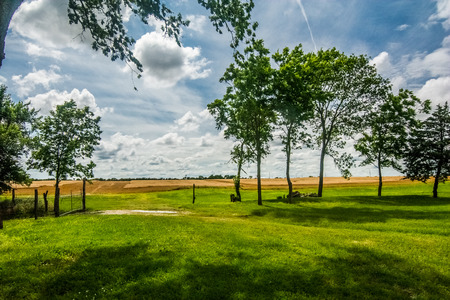 Grassy yard with trees and wheat fieldの写真素材