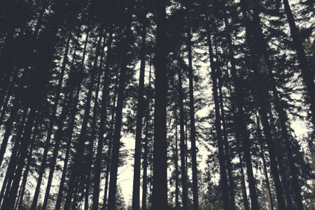 Beautiful trees upshot in the forest.の写真素材