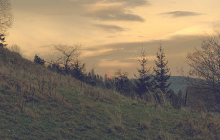 Yellow-colored meadow during the autumn.の写真素材