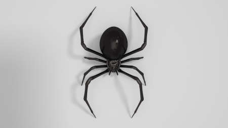 Dangerous Black widow spider 3d render on white backgroundの写真素材