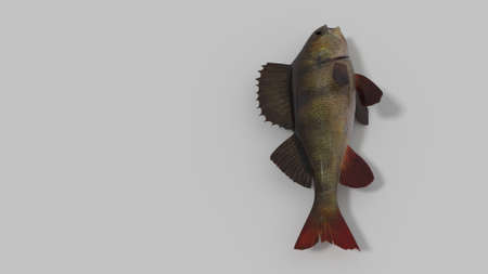 fish isolated in white space 3d renderの写真素材