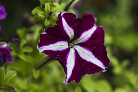 bindweed in summer in the gardenの写真素材