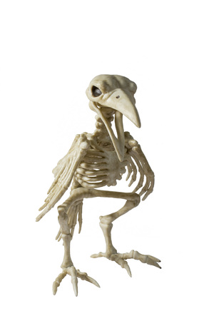 Skeleton Raven on a white background.の写真素材