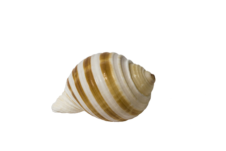 Shell rounded on white backgroundの写真素材