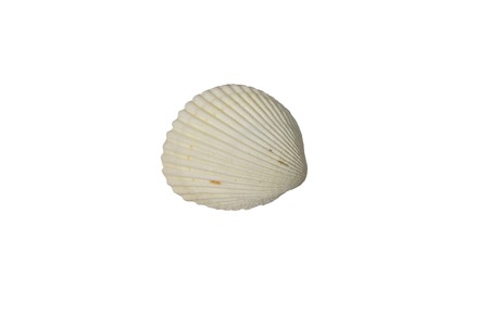 shell on white backgroundの写真素材
