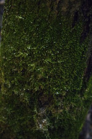 green moss on a tree close-upの写真素材