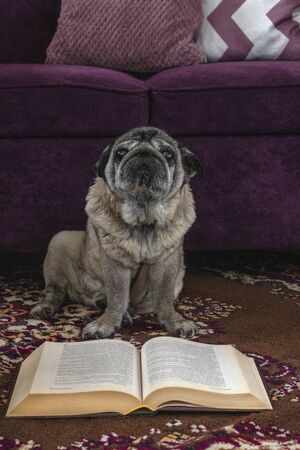 cute pug is reading a book sitting on the floorの写真素材