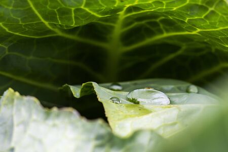 drop of water on a leafの写真素材