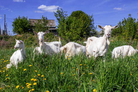 A Flock of young white and brown goats on a green meadowの写真素材