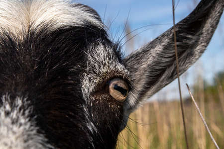 muzzle of a black and white goat closeup. Goat looking at the cameraの写真素材