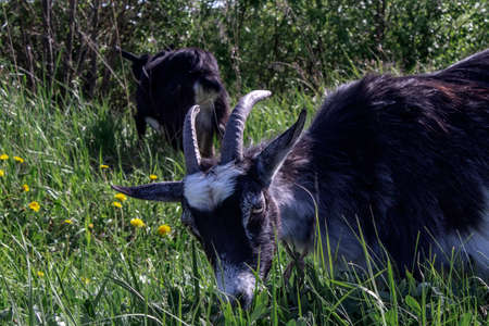 black and white goat standing in a green pasture with green background.の写真素材