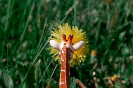 toy realistic giraffe sniffing yellow dandelionの写真素材