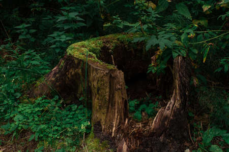 Old tree stump in woodland, covered with green moss and grassの写真素材