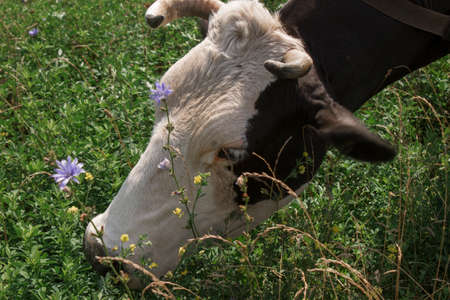 the cow grazes in the meadow close upの写真素材