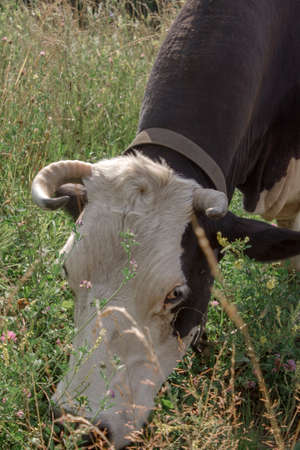 the cow grazes in the meadow close upの写真素材
