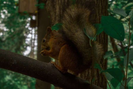 Red squirrel posing on a tree. Portrait of a funny furry squirrel with funny furry ears sitting on a treeの写真素材
