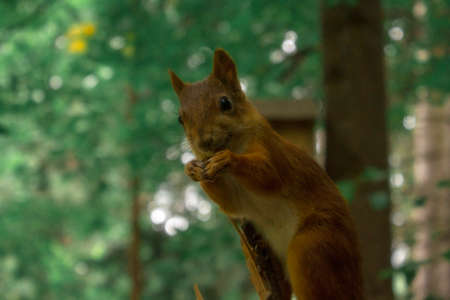 Red squirrel posing on a tree. Portrait of a funny furry squirrel with funny furry ears sitting on a treeの写真素材