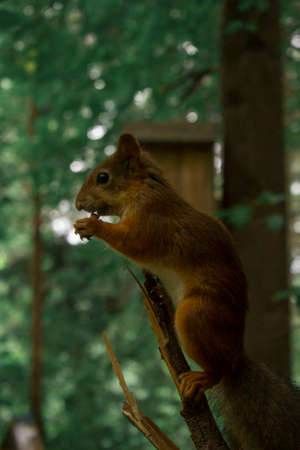 Red squirrel posing on a tree. Portrait of a funny furry squirrel with funny furry ears sitting on a treeの写真素材