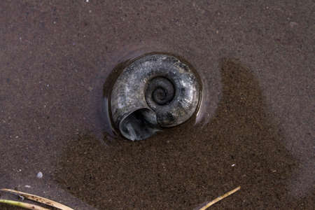 empty shell of a river snail lying on a green grass close-upの写真素材
