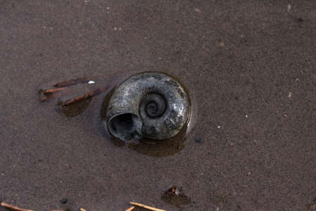 empty shell of a river snail lying on a green grass close-upの写真素材