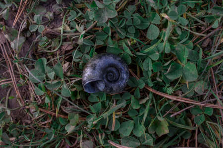 empty shell of a river snail lying on a green grass close-upの写真素材