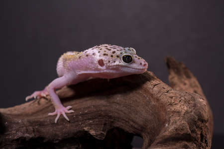 A leopard gecko, lizard on branch, eublepharis macularius, animal closeup.の写真素材