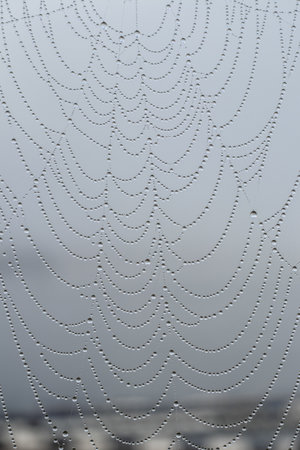 macro photography of cobweb covered in water dropsの写真素材